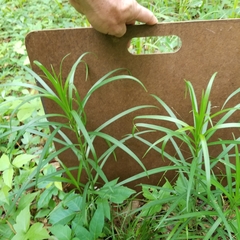 Lilium philippinense