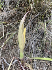 Arum concinnatum