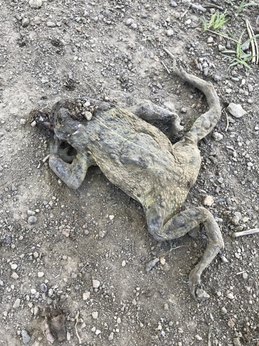 iNaturalist observation photo of Western Toad