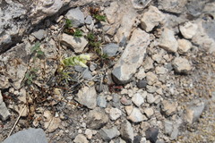 Tetramerium nervosum