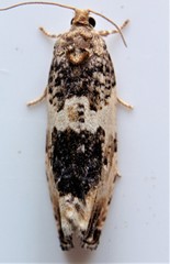 Pseudosciaphila duplex