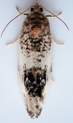 Pseudosciaphila duplex