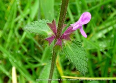 Stachys bogotensis