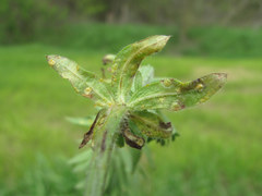 Puccinia punctata