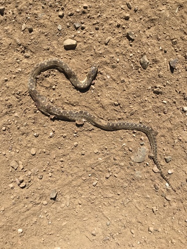 iNaturalist observation photo of Pacific Gopher Snake