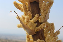 Dasylirion cedrosanum