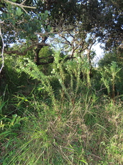 Lasiosiphon calocephalus