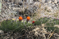 Opuntia stenopetala