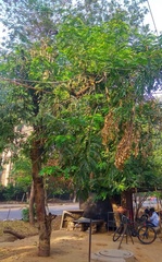 Senna siamea