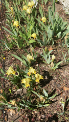 Iris × germanica