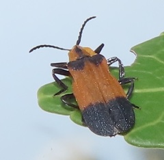 Lycus zonatus