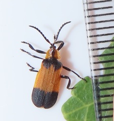 Lycus zonatus