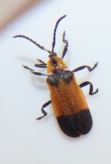 Lycus zonatus