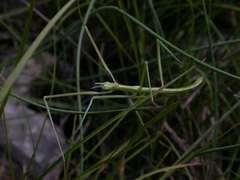 Pijnackeria
