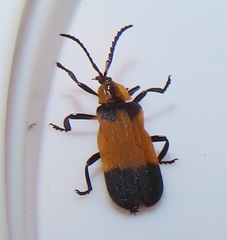 Lycus zonatus