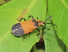 Lycus zonatus
