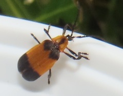 Lycus zonatus