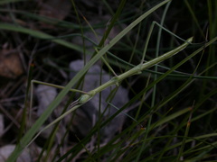 Pijnackeria