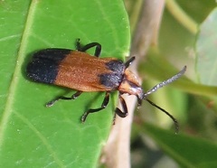 Lycus zonatus