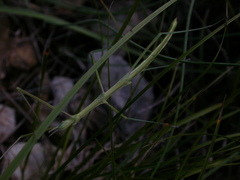 Pijnackeria