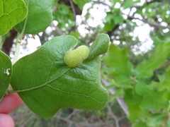 Neuroterus quercusirregularis