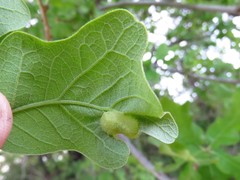 Neuroterus quercusirregularis