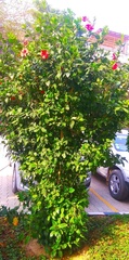 Hibiscus rosa-sinensis