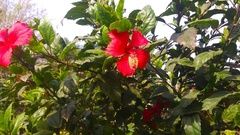 Hibiscus rosa-sinensis