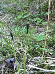 Carex pilosa