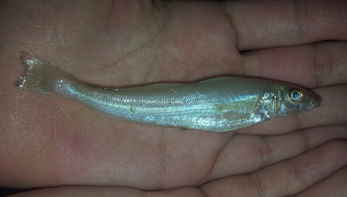 Arabian sillago (Sillago arabica) — Sillaginidae — 2