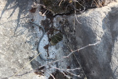 Diadophis punctatus regalis