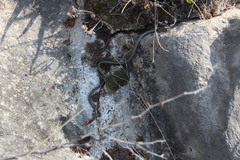 Diadophis punctatus regalis