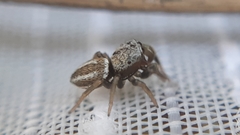 Heliophanus equester