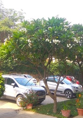 Plumeria obtusa