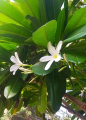 Plumeria obtusa