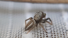 Heliophanus equester