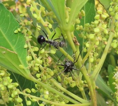 Polyrhachis gagates