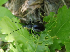 Otiorhynchus vehemens