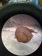 Sphaerium occidentale