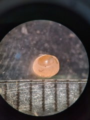 Sphaerium occidentale