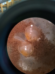 Sphaerium occidentale