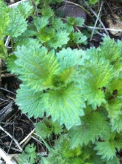 Urtica dioica