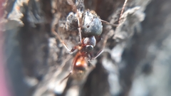 Camponotus samius