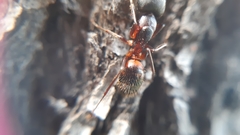 Camponotus samius