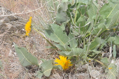 Balsamorhiza serrata