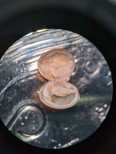 Herrington fingernailclam