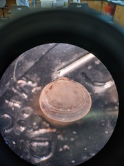 Sphaerium occidentale