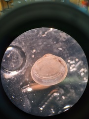 Sphaerium occidentale