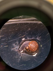 Zonitoides nitidus