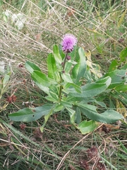 Cirsium arvense